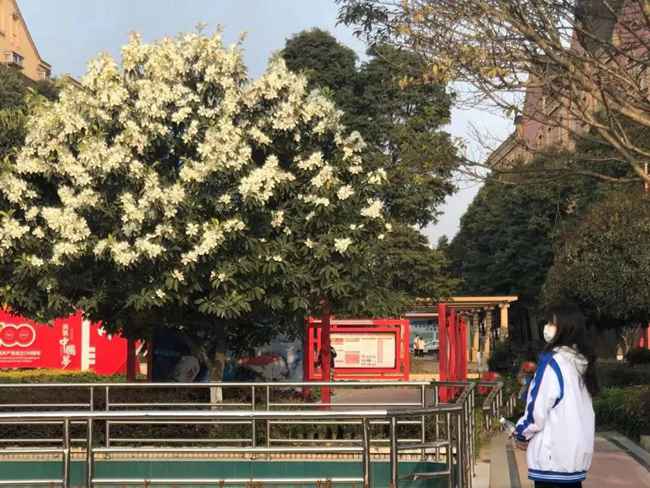 四川五月花技师学院团结校区地址,郫都五月花校园环境好不好